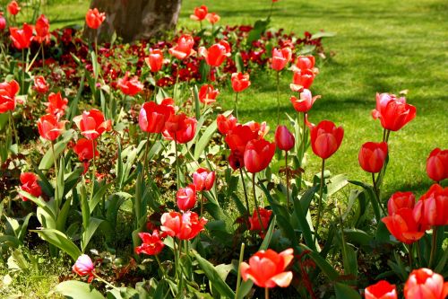 Tulpės, Pavasaris, Gėlė, Žydėti, Spalvinga, Raudona, Gamta, Gėlių