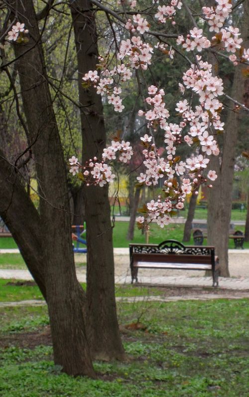 Pavasaris, Gėlės, Žydintis Medis, Sodas, Gamta, Sezonas, Rožinis, Baltos Gėlės, Žiedlapis, Herastrau Parkas, Bukareštas, Romanija