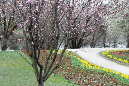 Pavasaris,  Medis,  Gėlės,  Žydi,  Spalvinga,  Ežeras,  Sezonas,  Gėlių,  Lauke,  Be Honoraro Mokesčio