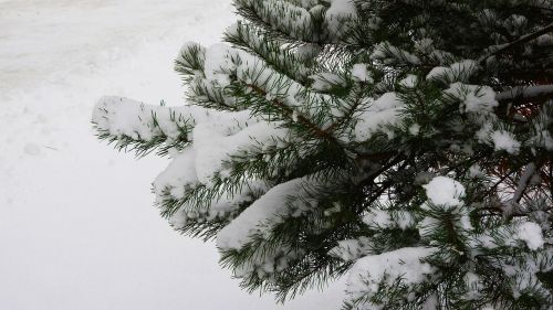 Eglės Šaka, Eglė, Sniegas, Sniegas Ant Medžio, Amžinai Medis, Adatos, Šaltis, Filialas, Žiema