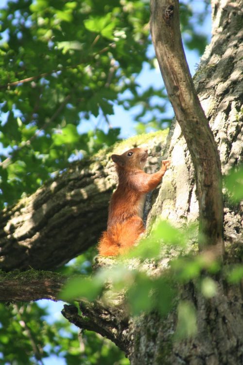 Voverė, Medis, Miškas