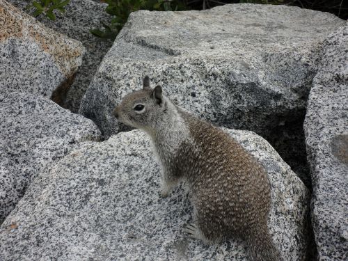 Voverė, Josemito Nacionalinis Parkas, Rokas, Nager