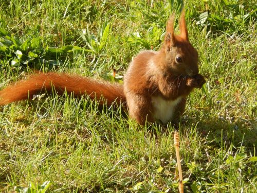 Voverė, Mažas Gyvūnas, Pūkuotas, Nager, Laukinės Gamtos Fotografija, Lipti, Uždaryti