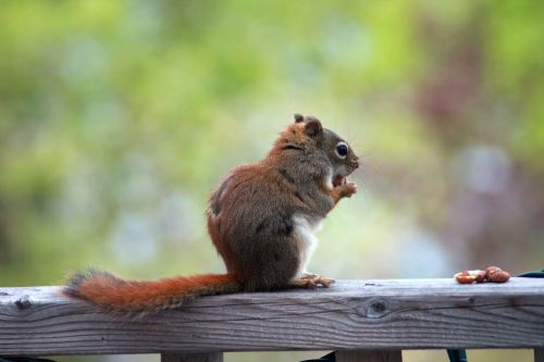 Voverės, Gyvūnų, Laukinių, Valgymas, Riešutai, Voverės, Gamta, Nova Scotia