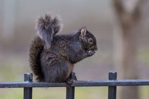 Voverė,  Juoda,  Parkas,  Žinduolis,  Pilka & Nbsp,  Voverė,  Pilka,  Sciurus & Nbsp,  Carolinensis,  Miškas,  Miesto & Nbsp,  Laukinė Gamta,  Vieningos & Nbsp,  Valstijos,  Gamta,  Laukinė Gamta,  Voverė