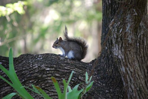 Voverė, Medis, Filialas, Laukiniai, Gamta, Gyvūnas, Kailis, Uodega, Florida