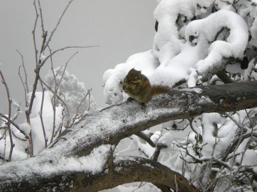 Voverė, Sniegas, Žiema