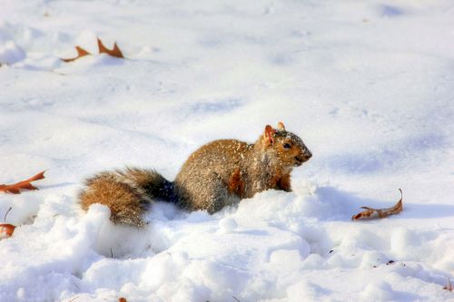 Voverė, Žiema, Laukinė Gamta, Sniegas, Žinduolis, Critter, Gamta