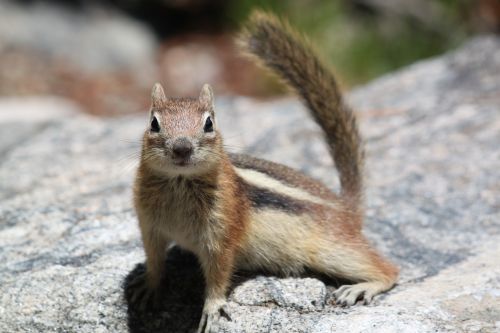 Voverė, Gamta, Colorado