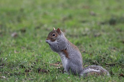 Voverė, Gamta, Laukinė Gamta, Žolė, Vašingtono Universitetas Seattle, Seattle