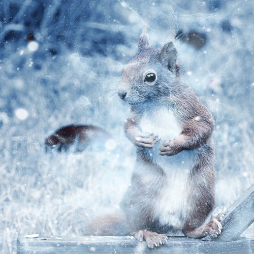 Voverė, Sniegas, Menas, Vintage, Žiema, Gamta, Gyvūnas, Dekoratyvinis