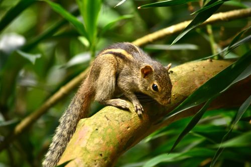 Voverė, Gyvūnas, Laukinė Gamta, Gamta, Šri Lanka, Mawanella, Ceilonas