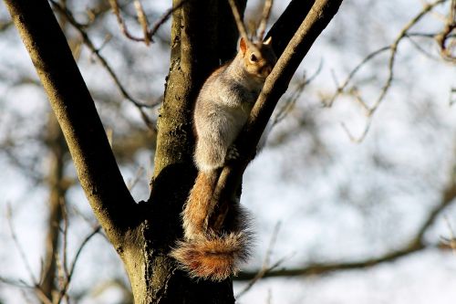 Voverė, Londonas, Parkas, Anglija, Medis