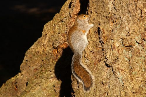 Voverė, Vašingtono Valstija, Lincoln Parkas