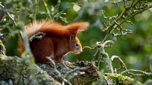 Voverė,  Raudona,  Laukinis Gyvūnas,  Gamta,  Laukinės Gamtos Fotografija,  Be Honoraro Mokesčio