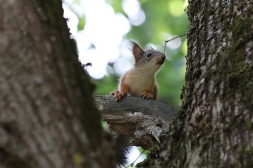 Voverės,  Medis,  Mažai,  Gyvūnijos Fotografija