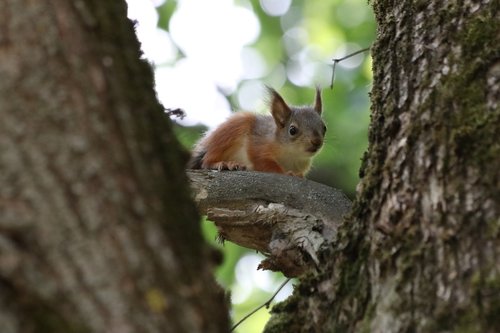 Voverės,  Mažai,  Medis,  Gyvūnijos Fotografija