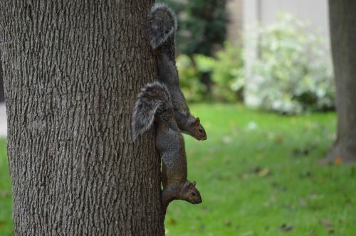 Voverė, Gamta, Laukinė Gamta, Gyvūnas, Graužikas, Parkas