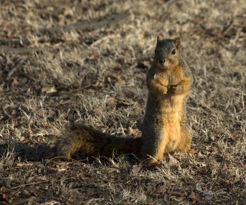 Voverė, Laukinė Gamta, Gamta, Laukiniai, Mielas, Graužikas, Kailis, Pūkuotas, Fauna, Purus, Oklahoma
