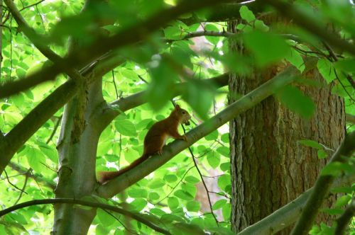 Voverė, Miško Gyvūnai, Voverė Medyje, Graužikas, Gamta, Gyvūnas, Laukinės Gamtos Fotografija