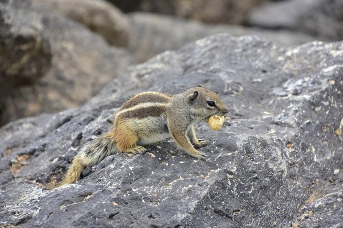 Squirrel Barbary,  Fuerteventura,  Graužikų,  Gyvūnai,  Voverė