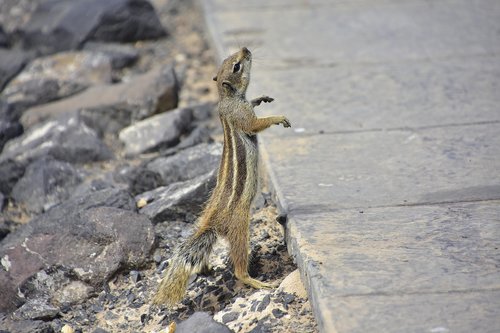 Squirrel Barbary,  Fuerteventura,  Graužikų,  Gyvūnai,  Voverė