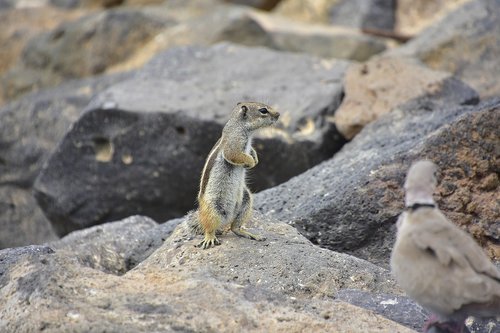 Squirrel Barbary,  Fuerteventura,  Graužikų,  Gyvūnai,  Voverė