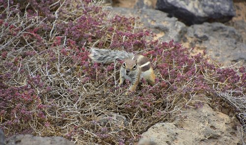 Squirrel Barbary,  Fuerteventura,  Graužikų,  Voverė
