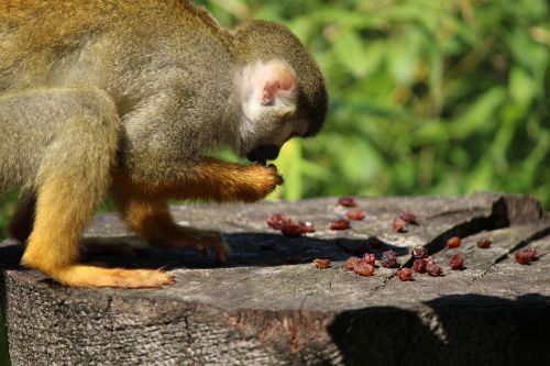 Voverės Beždžionė, Beždžionė, Capuchin-Like, Ūkiri, Affchen, Tierpark Bochum