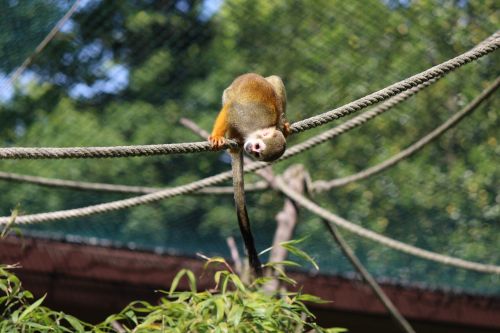 Voverės Beždžionė, Beždžionė, Capuchin-Like, Ūkiri, Affchen, Įdomu, Tierpark Bochum