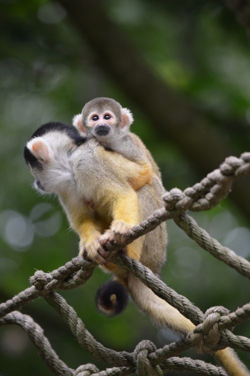 Beždžionės,  Beždžionės,  Voverė & Nbsp,  Beždžionė,  Laukinė Gamta,  Voverės Beždžionė