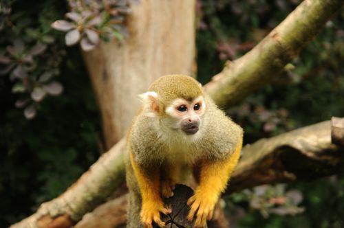 Voverės Beždžionė, Beždžionė, Mielas, Žinduolis, Laukinės Gamtos Fotografija, Egzotiškas, Zoologijos Sodas, Tiergarten, Capuchin-Like, Serengeti Parkas