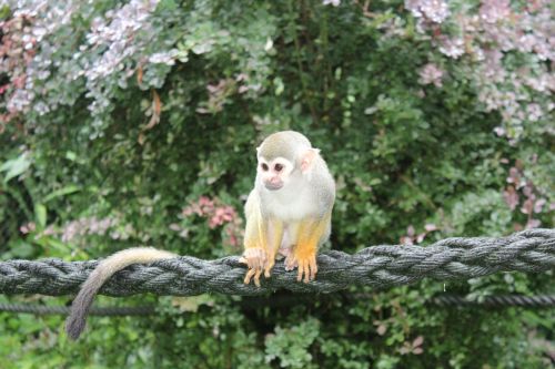 Voverės Beždžionė, Kaukolės Beždžionės, Beždžionė, Gyvūnas, Zoologijos Sodas, Affchen, Padaras, Žinduolis, Mielas, Egzotiškas, Serengeti Parkas