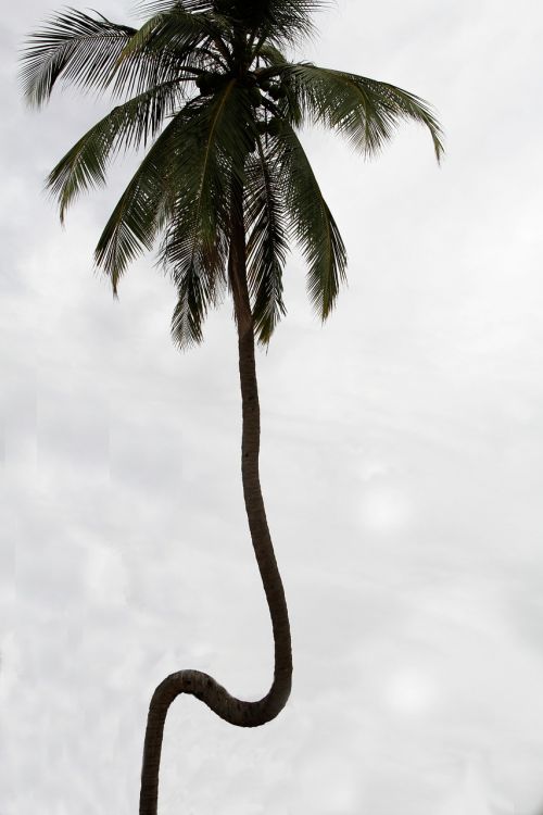 Sri, Lanka, Gamta, Jūra, Kokoso Palmių, Kokosai, Kokoso