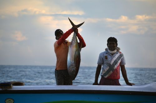 Šri Lanka, Fischer, Žvejyba, Boot, Tunų, Žuvis, Morgenstimmung, Jūra, Žvejys, Vanduo, Sugauti Žuvį, Frisch