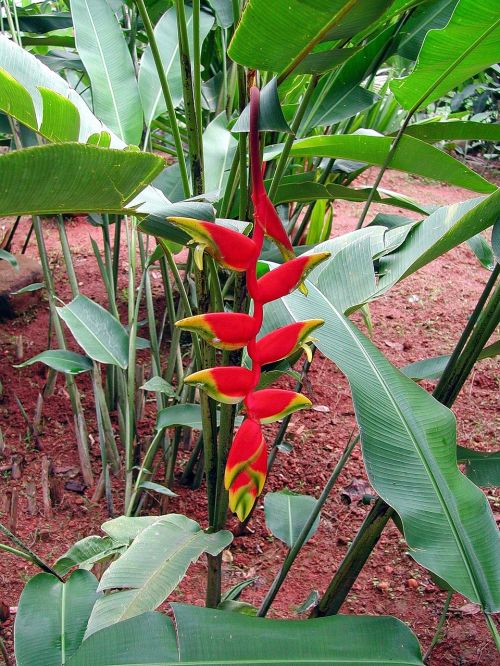 Šri Lanka, Heliconia, Gėlė, Egzotiškas, Raudona, Egzotinis Augalas