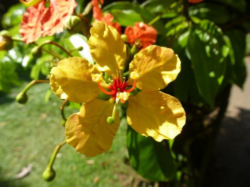 Šri Lanka, Augalas, Gėlė