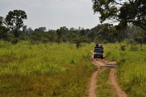 Šri Lanka, Safari, Jeep
