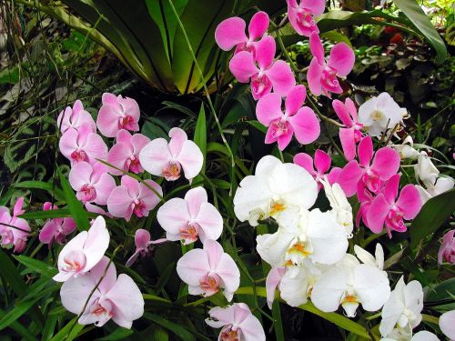 Šri Lanka, Orchidėja, Šiltnamyje, Gėlės