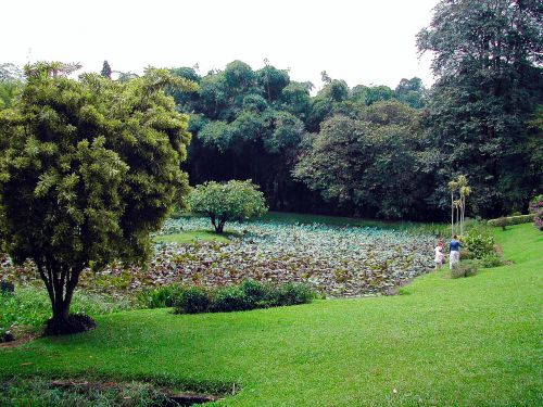 Šri Lanka, Botanikos Sodas, Kraštovaizdis, Lotosas