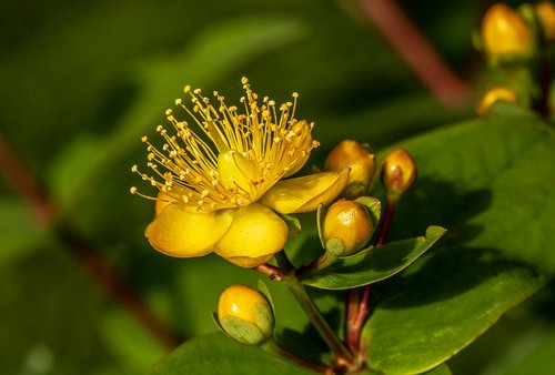 Jonažolė,  Hypericum Perforatum,  Žiedas,  Žydi,  Gėlė,  Vasara,  Pobūdį,  Vaistinių Augalų,  Augalas