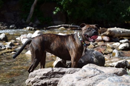 Stafordšyro Bulterjeras, Bulterjeras, Brindle, Terjeras, Stafordšyras, Naminis Gyvūnėlis, Šuo, Šunys, Duobę, Šuniukas, Mielas, Darbuotojai, Kilmės, Vidaus, Ruda, Stafordas, Moteris, Gyvūnas, Grynakraujis, Žinduolis, Laimingas, Jaunas, Gamta, Parkas, Personalie, Upelis, Upė, Lauke, Šunys, Stiprus, Raumeningas, Portretas, Pavasaris