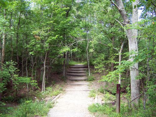 Laiptai,  Žingsniai,  Kelias,  Miškai,  Medžiai,  Miškas,  Laiptai Miške