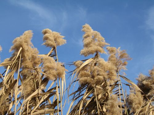 Stiebo Žydėjimo Žolė, Miscanthus, Augalas, Ruduo, Herbstwind