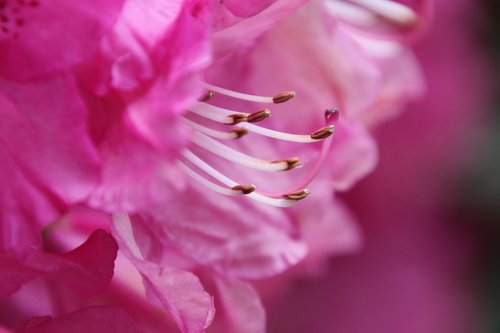 Kuokelių,  Rhododendron,  Gėlė,  Grūstuvas,  Kuokelis