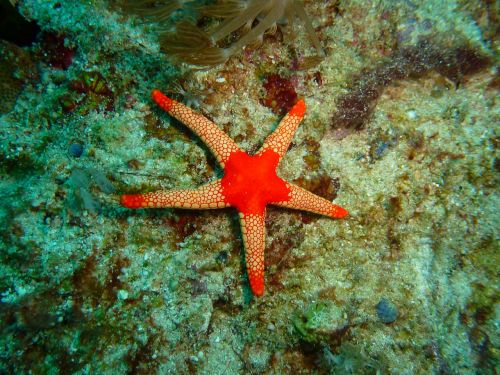 Žvaigždė Žuvis, Filipinai, Povandeninis, Atogrąžų, Jūrų, Nardymas