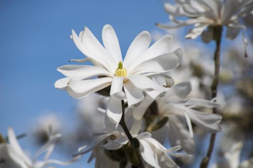 Žvaigždė Magnolija, Žydėjimo Gyvatvores, Balta Gėlė