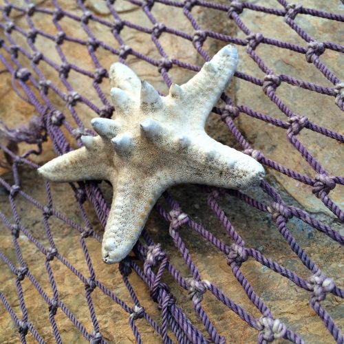 Žvaigždės, Žvejybos Tinklas, Jūrų