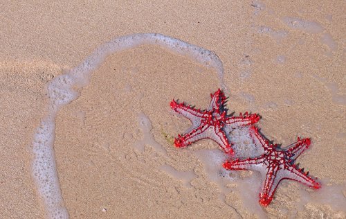 Starfish,  Papludimys,  Jūra,  Vasara,  Vandens,  Pobūdį,  Egzotiškas,  Karibų Jūros