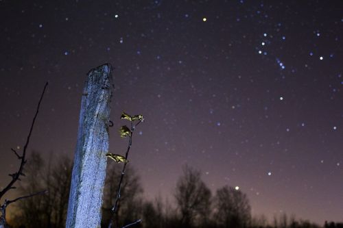 Žvaigždės, Tamsi, Naktis, Žvaigždynas, Gamta, Astrofotografija, Medžiai, Miškai